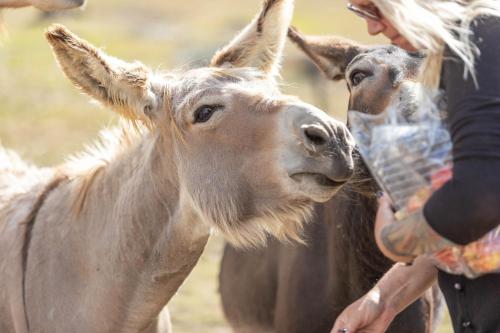 a woman is feeding a cow from a bottle at Galahad's Animal Sanctuary B&B in Gisborne