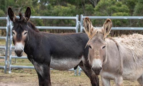 two horses standing next to each other in a field at Galahad's Animal Sanctuary B&B in Gisborne