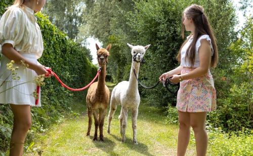 two girls are standing next to two llamas on a trail at Recreatiepark de Markplas in Opheusden