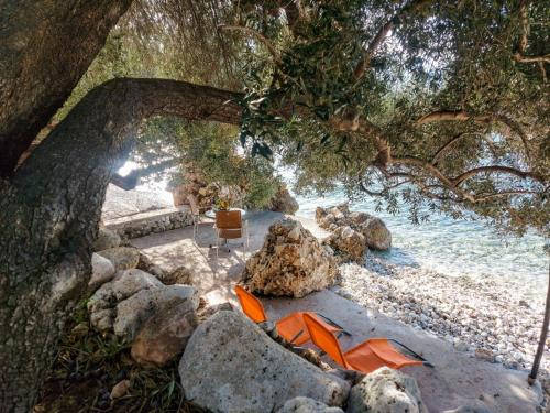 an overhead view of a beach with rocks and a tree at Lemon tree in Podaca