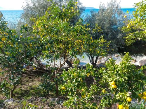 a group of orange trees in front of the ocean at Lemon tree in Podaca