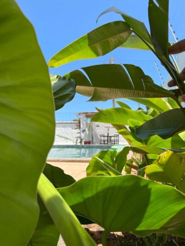 een bos groene bladeren voor een zwembad bij Casa Palma in São Miguel do Gostoso