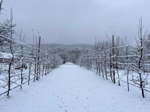 a row of trees covered in snow on a road at Craita Merelor The PLACE in Aninoşani
