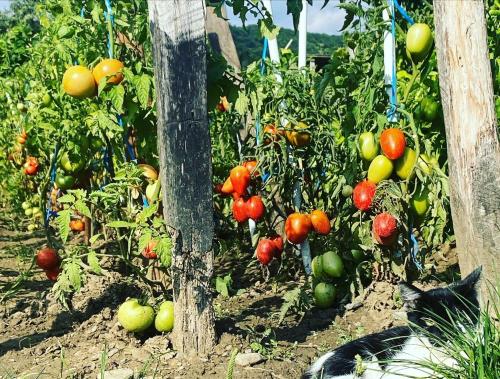 a garden filled with lots of tomatoes on plants at Craita Merelor The PLACE in Aninoşani