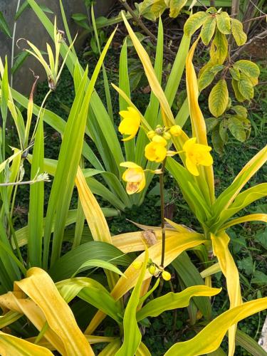 a plant with yellow flowers and green leaves at Kapaliya Unawatuna in Unawatuna