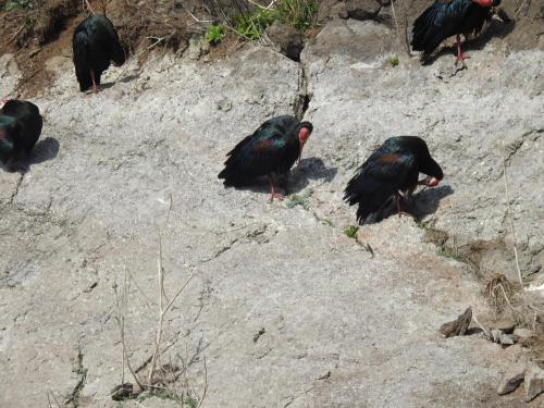 a group of black birds standing on a rock at Motebong Lodge in Bokong