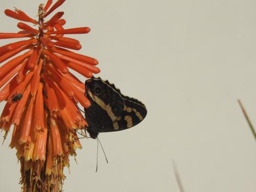 a butterfly is sitting on a flower at Motebong Lodge in Bokong