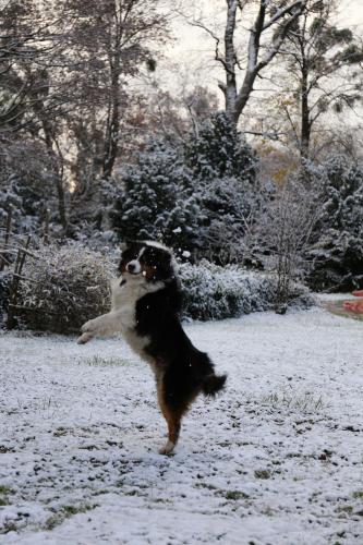 a dog jumping up to catch a frisbee in the snow at Schloss Schönau in Schönau an der Triesting