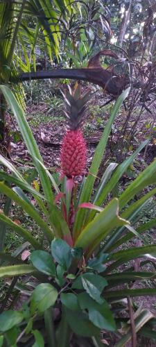 a pineapple tree in the middle of a plant at Boraha Village Ecolodge in Sainte Marie