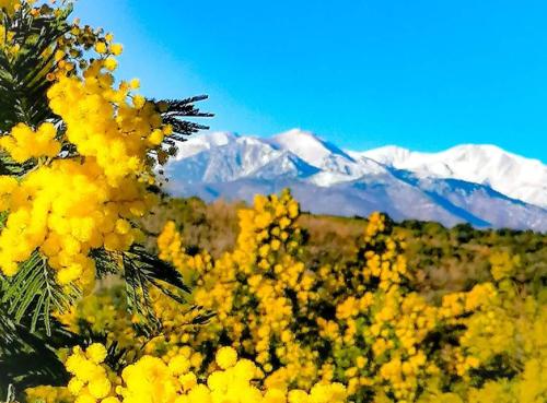a field of yellow flowers with mountains in the background at Villa SOREDE in Sorède