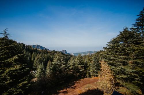 a view of a forest of trees on a mountain at Cedar Scent Guesthouse in Batroûn