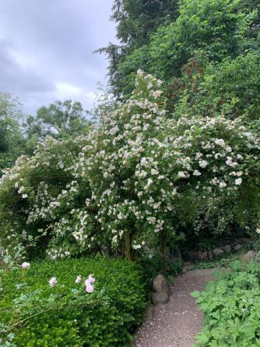 a flowering tree with white flowers in a garden at Gartnerhuset på Kollerup in Hadsten Stationsby