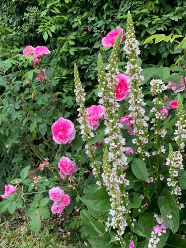 a group of pink roses and other flowers at Gartnerhuset på Kollerup in Hadsten Stationsby