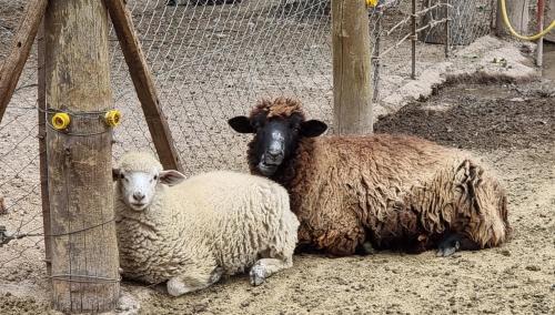 two sheep are sitting next to a fence at Posada del Santo Green & Rest - Cabañas in Salta
