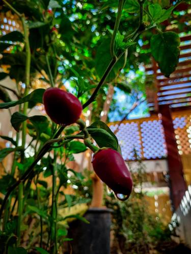 a plant in a vase with a bunch of fruit at DARKOM in Dakhla