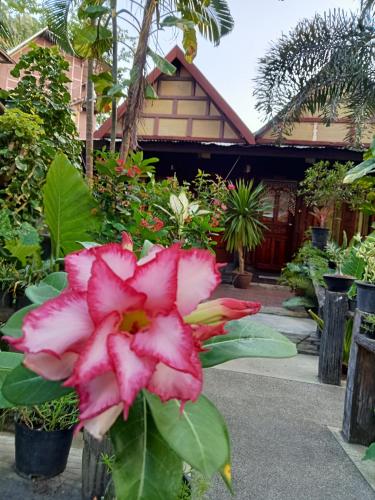 a pink flower in front of a building at P P Garden Home Bungalow in Phi Phi Don