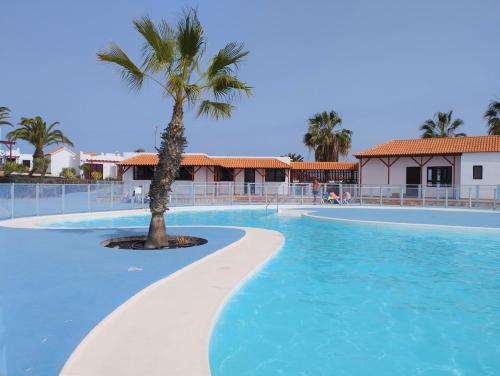 een zwembad met een palmboom in het midden bij Casa SolyMar Canarias 6 in Caleta De Fuste