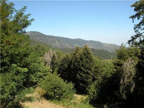 a forest of trees with mountains in the background at Kastorio-Villy's Guest House in Kastórion