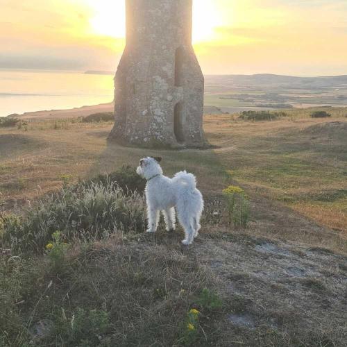 a white lamb standing on top of a hill at The Retreat in Niton