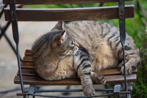 a cat laying on a wooden chair at Le Roucadel in Peyreleau