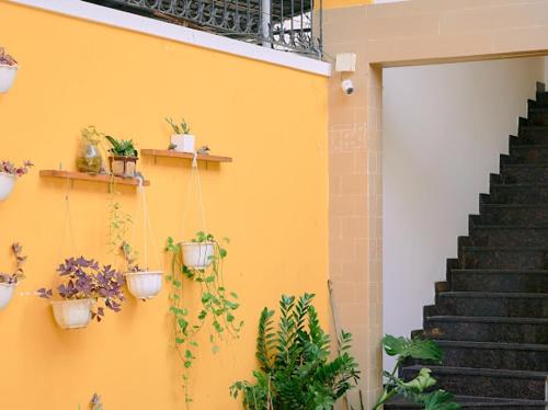 eine gelbe Wand mit Topfpflanzen und eine Treppe in der Unterkunft Anh Truc House - Near Front Beach in Vũng Tàu