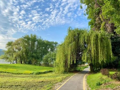 a road with a weeping willow tree on the side at Erdő Lelke Vendégház: mesebeli, erdőszéli faház panorámával in Nagymaros