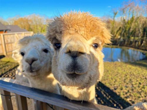 two alpacas are looking over a fence at Willow Cottage in Tenby