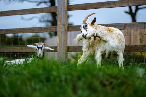 two goats standing in the grass near a fence at Acorn Cottage in Tenby