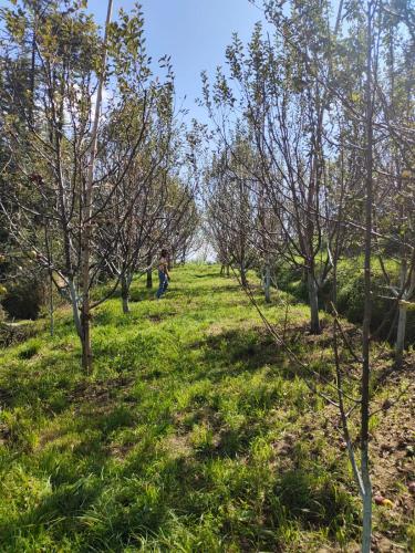 a person walking through a field of trees at Norvin Homes in Shimla