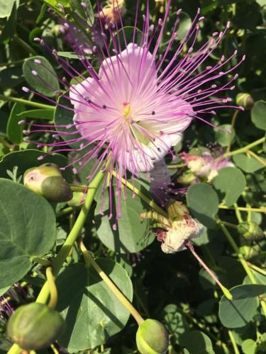 un fiore viola su una pianta con foglie verdi di Dammusi IL SERRALH -Pantelleria- a Pantelleria