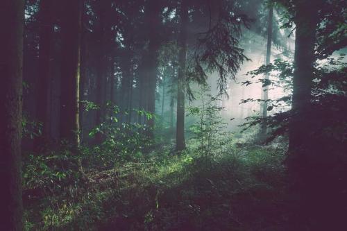 a misty forest with trees and grass in the foreground at Le P'tit Nid : Mini loft pour 2 à 4 personnes in Tellin