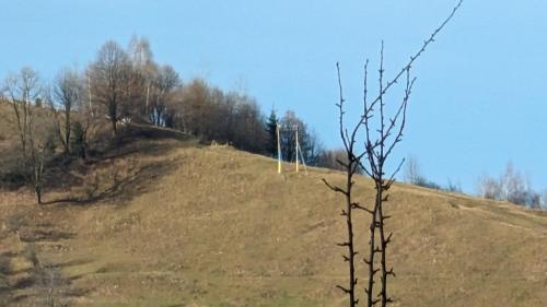 a grassy hill with trees on top of it at Садиба Федорчуків За рікою1 in Sheshory