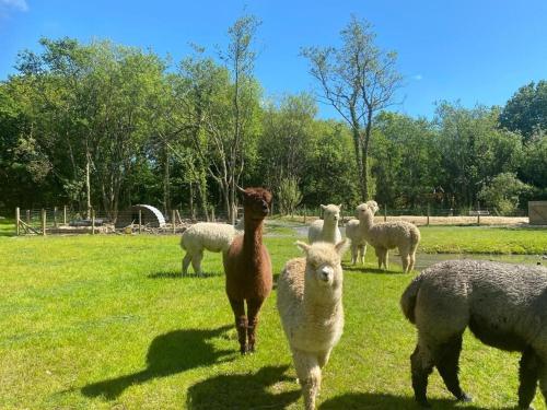 a group of sheep standing in a field at Moonlight Dome Tent in Tenby