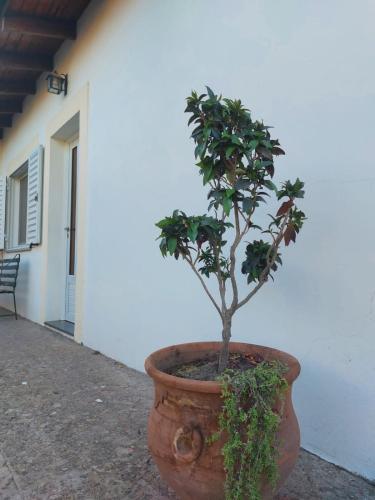 a plant in a large pot next to a building at La Porota in Ramallo