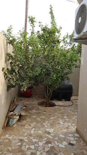 Κήπος έξω από το Villa Maria Appartement 1