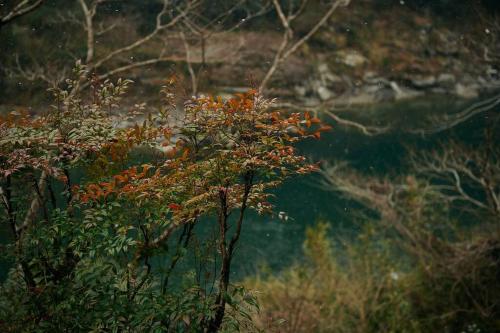 a tree with red leaves in front of a body of water at 目の前が吉野川・雨天でも屋外体験ができる絶景の一軒家 in Ōtakuchi