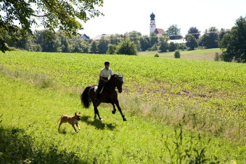 a man riding a horse and a dog in a field at Hotel Gut Ising in Chieming