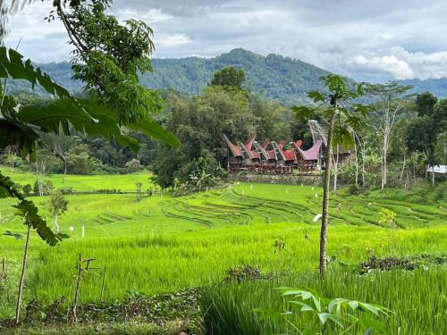 una granja en medio de un campo de arroz en THE SINGKI HOME FAMILY en Rantepao