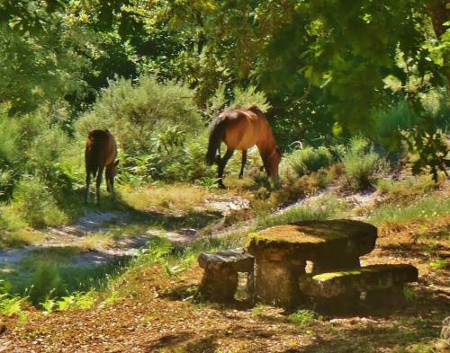 two horses grazing in a field next to a stream at Quinta do Rio Homem in Caldelas