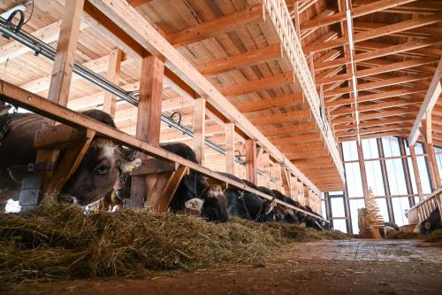 a group of cows eating hay in a barn at Rifugio Cereda in Fiera di Primiero