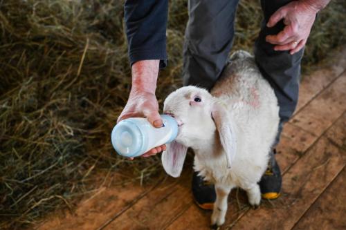 a person feeding a baby lamb from a bottle at Rifugio Cereda in Fiera di Primiero