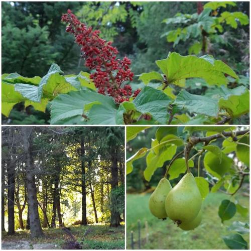 three pictures of a tree with fruit on it at Alapihan Arboretumin vierasmaja ja sauna in Jakokoski