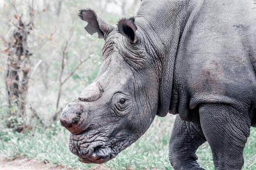 a close up of a rhino walking in a field at MILIMA Big 5 Safari Lodge in Hoedspruit