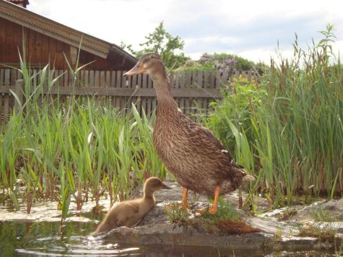 a duck and a baby duck standing in the water at Ferienhaus Lenzenbauer in Salzburg