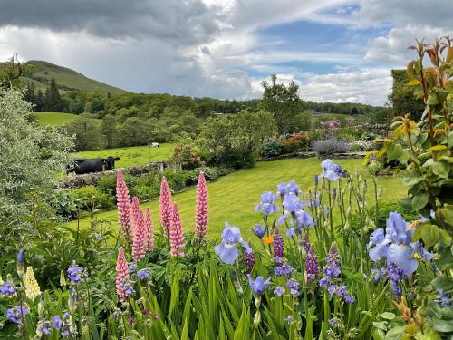 ogród z fioletowymi i różowymi kwiatami na polu w obiekcie River View Knockraich Farm w mieście Fintry