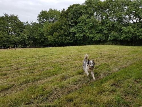 a dog running through a field with a stick in its mouth at Ponycob hot tub 2 bed ensuite in Blaencelyn