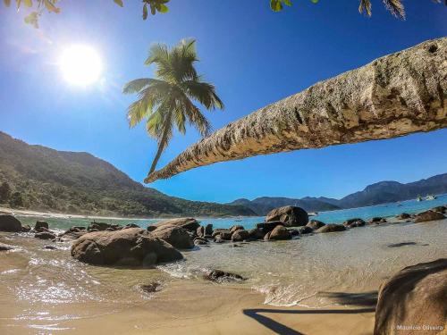 a beach with a palm tree and rocks and the ocean at Coco Suites in Abraão