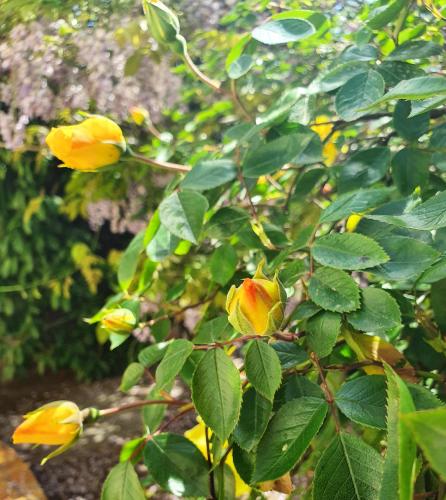 a group of yellow flowers on a tree at Chambres privées dans maison avec jardin-Proche LDLC-Groupama Stadium-Eurexpo in Vaulx-en-Velin