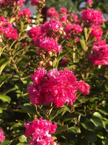 a bunch of pink flowers on a bush at Fenton Oasis in Fenton