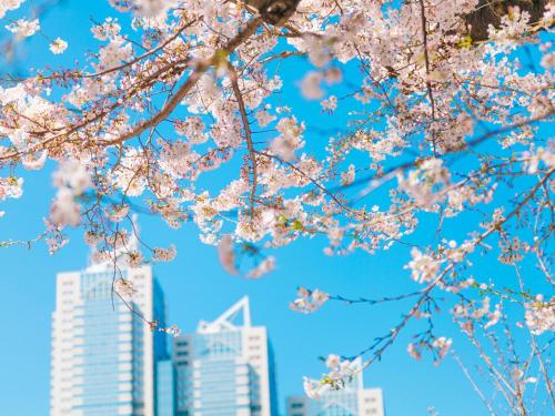 a cherry blossom tree with buildings in the background at Park Hyatt Tokyo in Tokyo